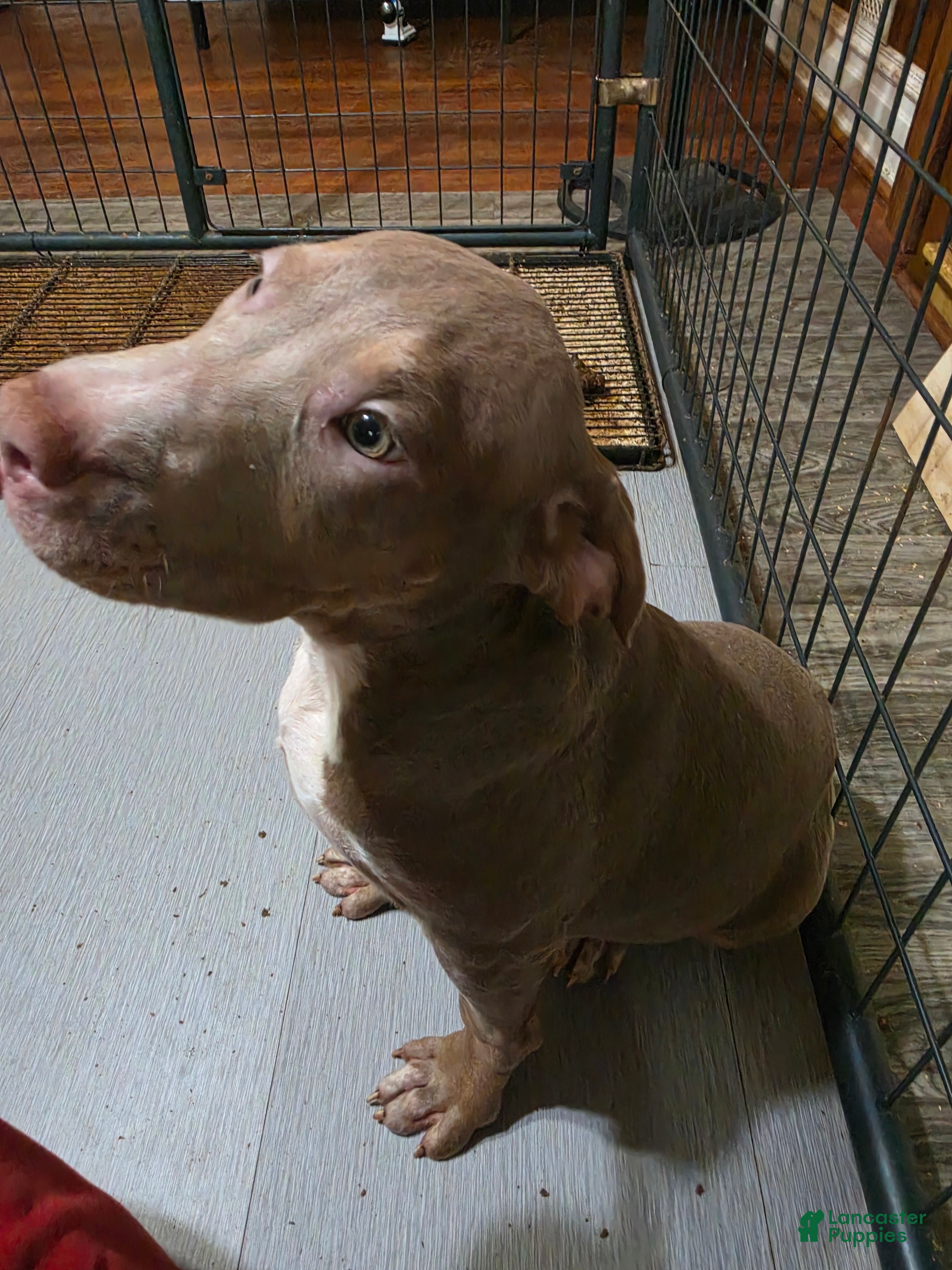 American Bully dogs American Bully 5 female - Ad 2