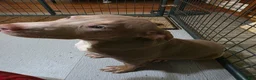 American Bully dogs for sale: American Bully 5 female - Ad 2