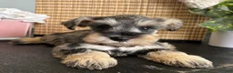 Miniature Schnauzer dogs for sale: Molly - Ad 5