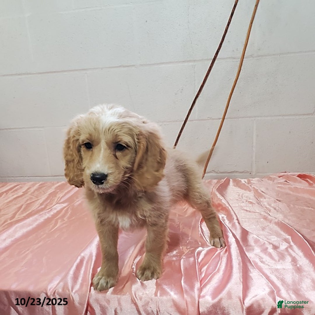 Mini Goldendoodle dogs for sale: Blossom - Ad 2