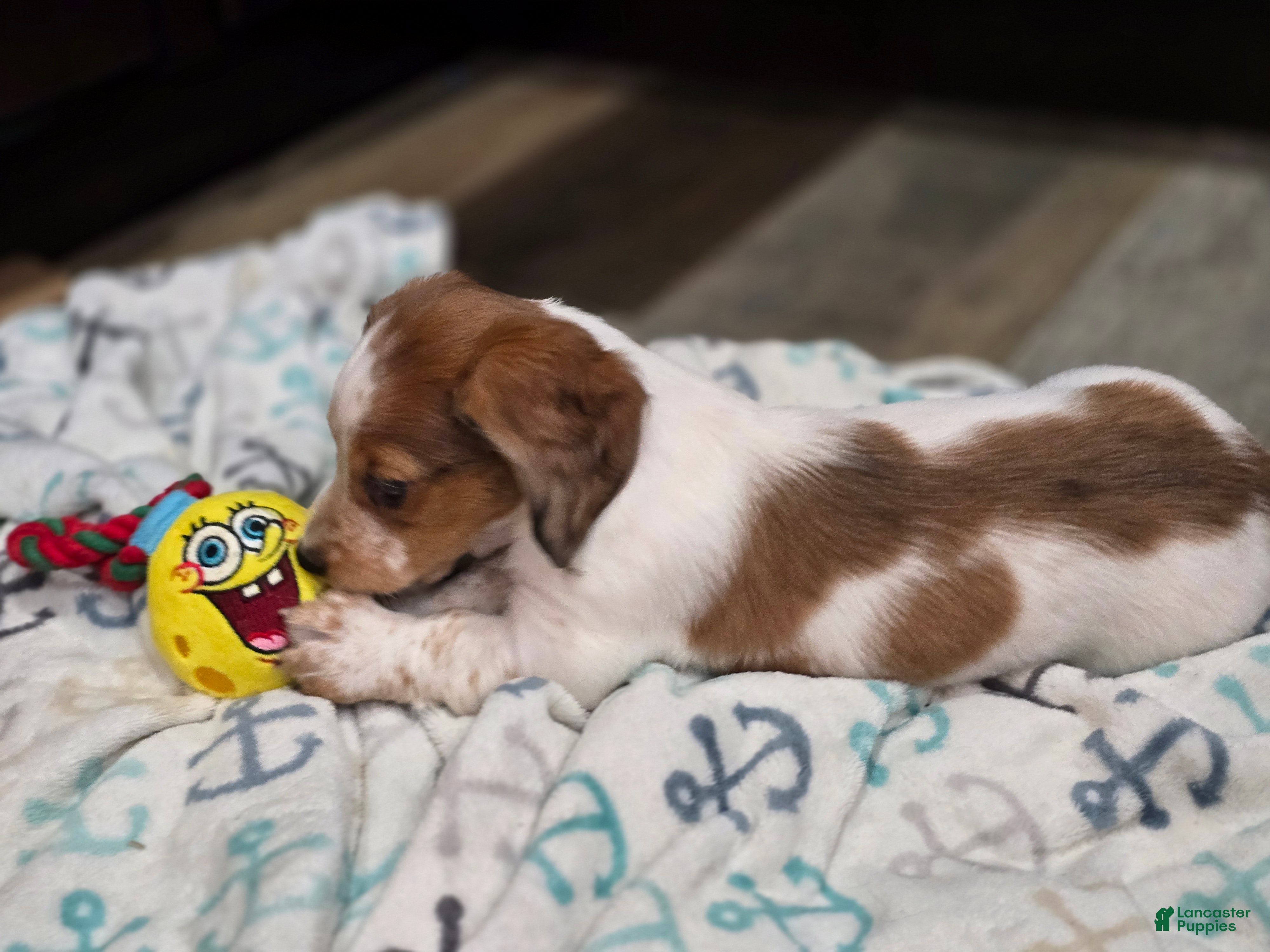 Miniature Dachshund dogs FeeFee - Ad 35