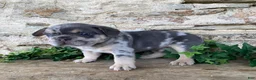 French Bulldog dogs for sale: Henry - Ad 4