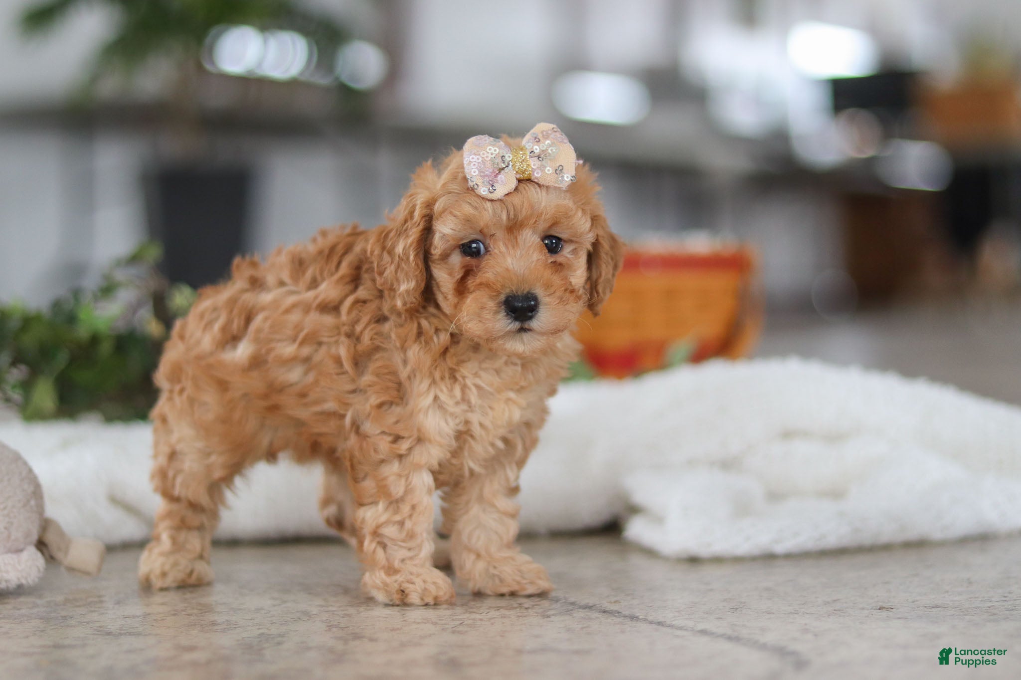 Schnoodle dogs Rosie - Ad 10