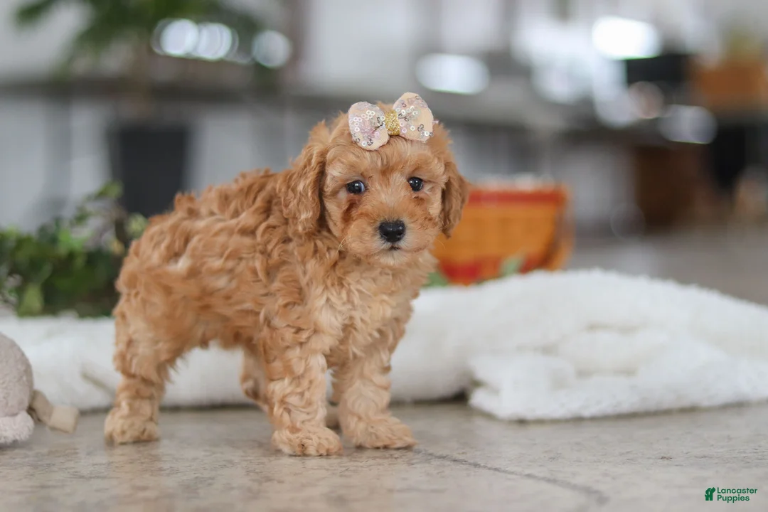 Schnoodle dogs for sale: Rosie - Ad 1