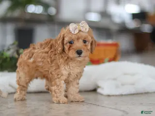 Schnoodle dogs Rosie - Ad 10