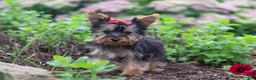 Yorkshire Terrier dogs for sale: Fiona - Ad 4