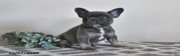 French Bulldog dogs for sale: Geneva - Ad 4