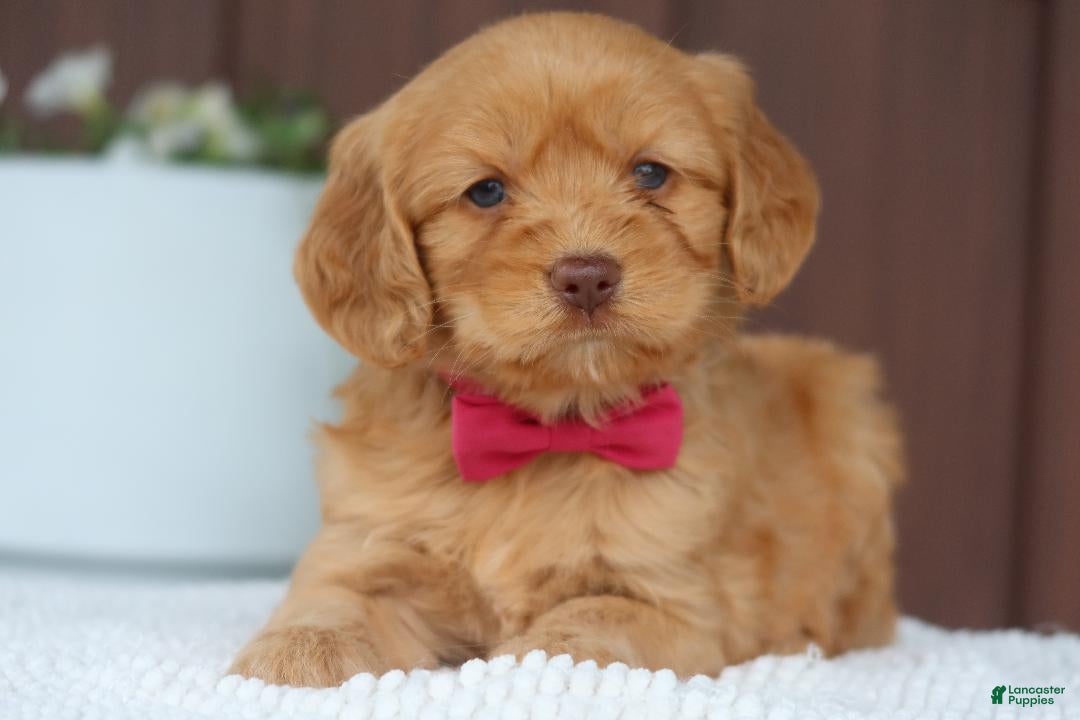 Miniature Golden Retriever dogs Miniature Golden Retriever Puppy 4 - Ad 1