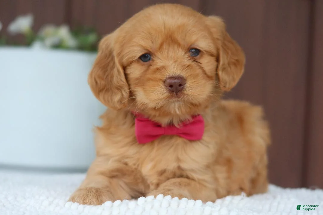 Miniature Golden Retriever dogs for sale: Miniature Golden Retriever Puppy 4 - Ad 3