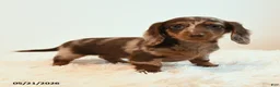 Miniature Dachshund dogs for sale: Stretch - Ad 1