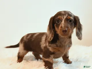 Miniature Dachshund dogs for sale: Stretch - Ad 1