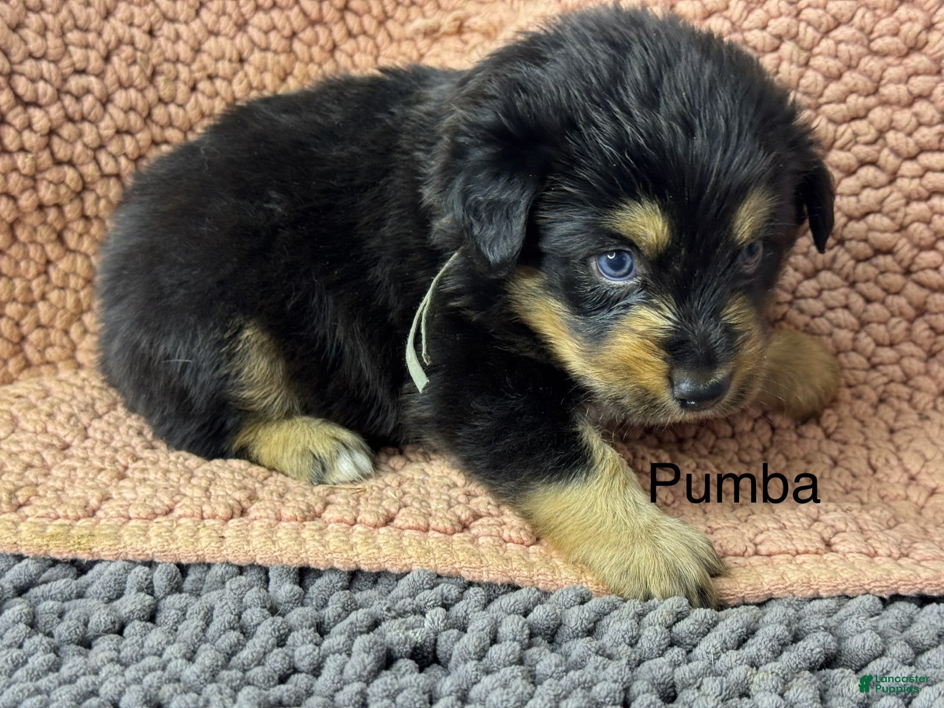 Miniature Australian Shepherd dogs Pumba - Ad 1