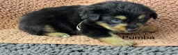 Miniature Australian Shepherd dogs for sale: Pumba - Ad 1