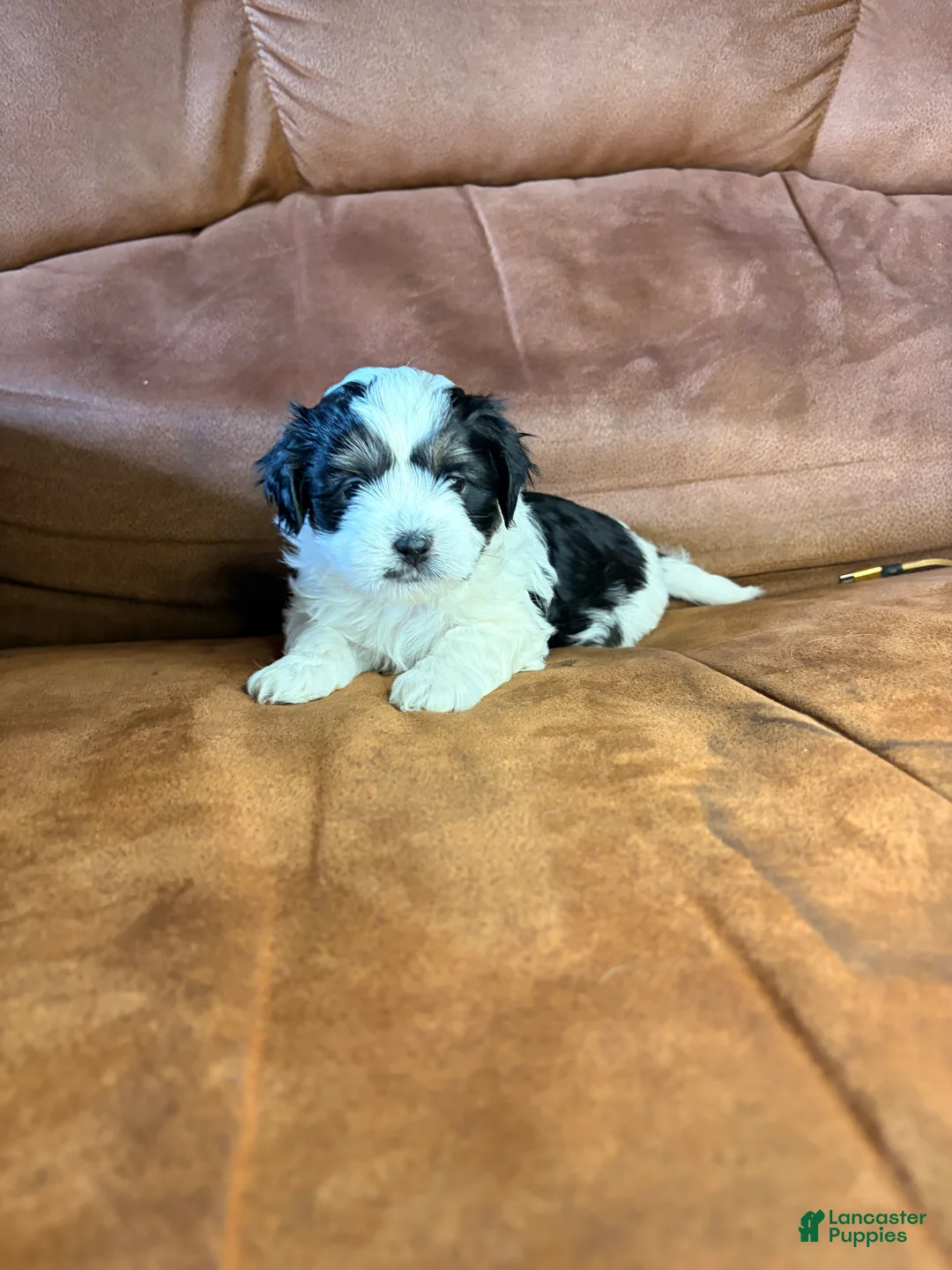 Mixed Breed dogs for sale: Milo - Ad 2