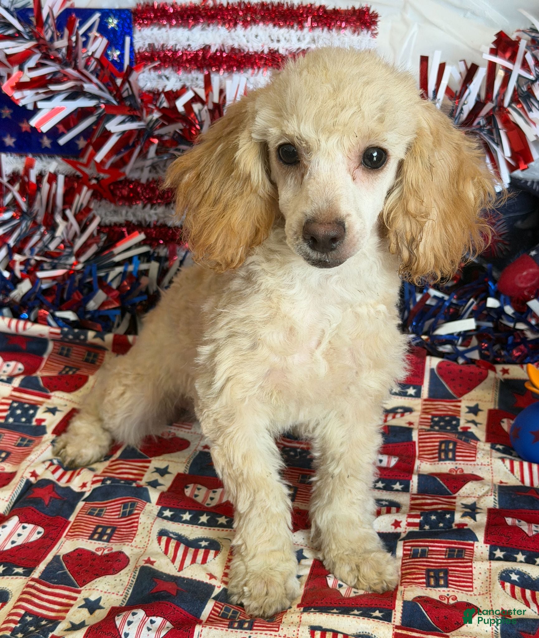 Toy Poodle dogs Pansy - Ad 19