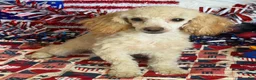 Toy Poodle dogs for sale: Pansy - Ad 1