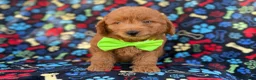 Mini Goldendoodle dogs for sale: Leroy - Ad 1
