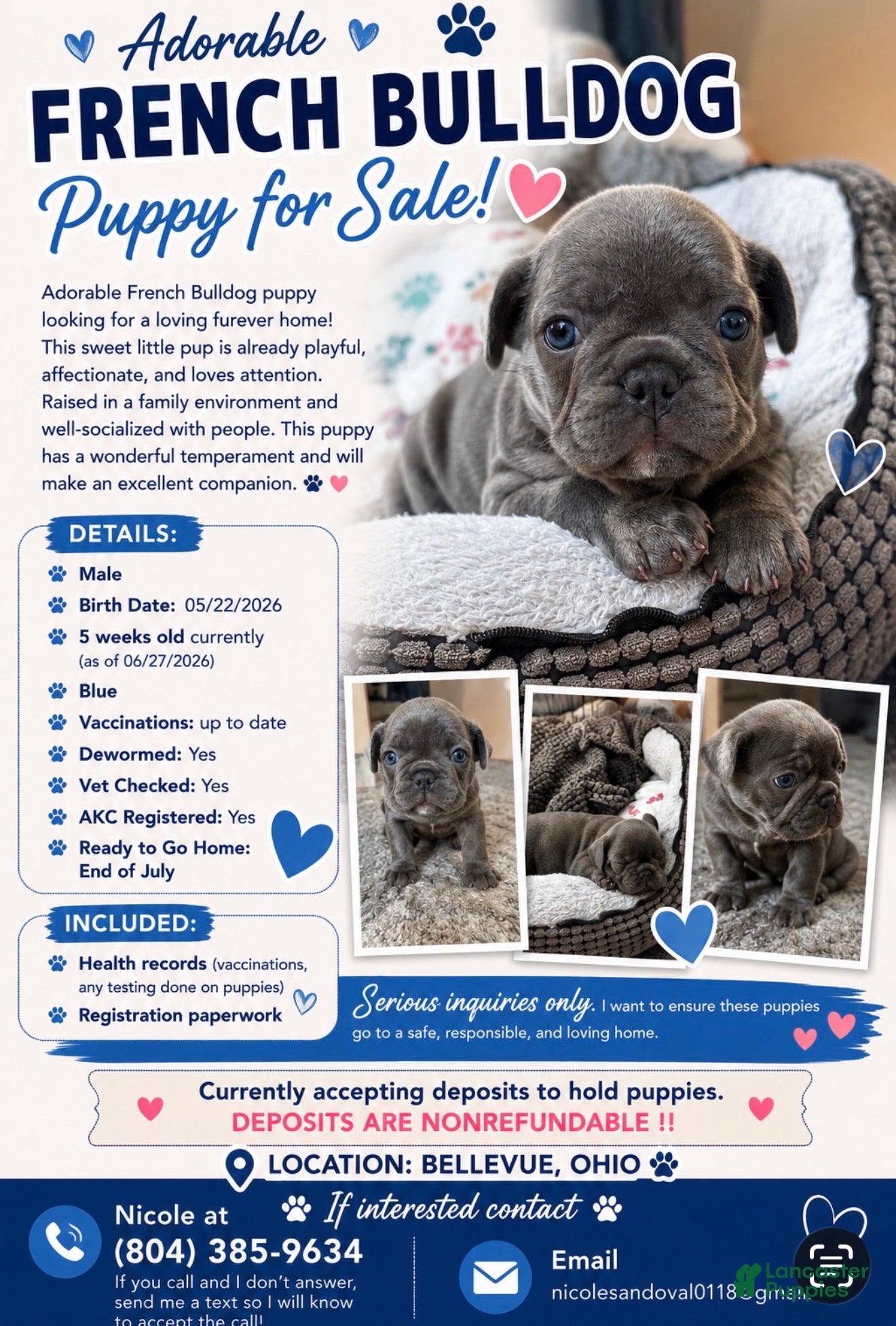 French Bulldog dogs French Bulldog 3 - Ad 36