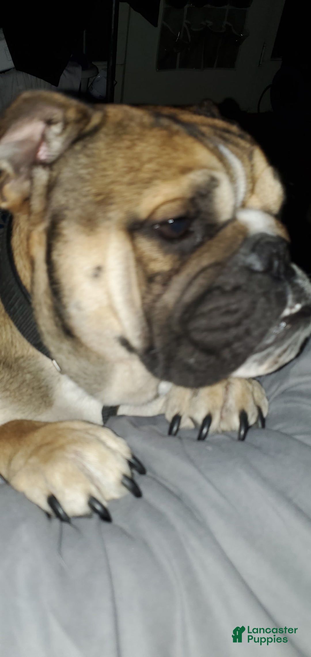 English Bulldog dogs for sale: English Bulldog Puppy 1 - Ad 1