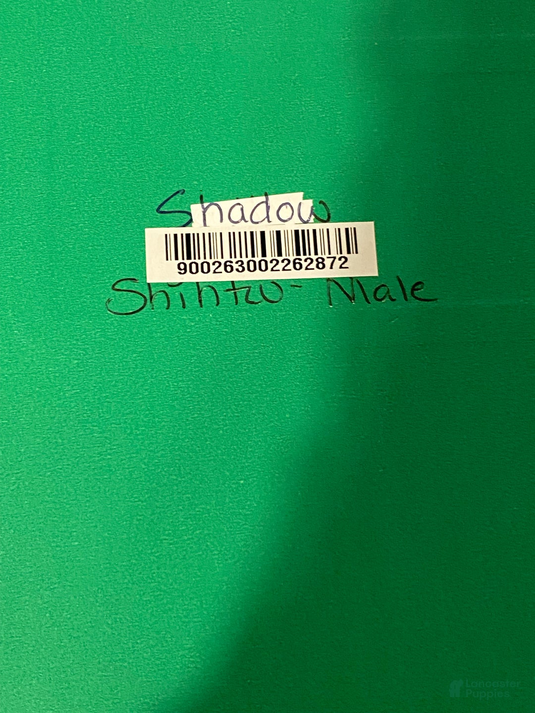 Shih Tzu dogs for sale: Skittles  - Ad 10