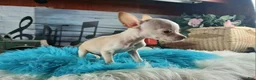Chihuahua dogs for sale: Vanillas Teacup Boy. Hand Delivery  - Ad 8