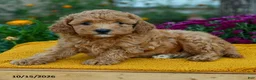 Miniature Labradoodle dogs for sale: Merlot - Ad 2