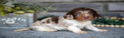 Miniature Dachshund dogs for sale: Tulip - Ad 1
