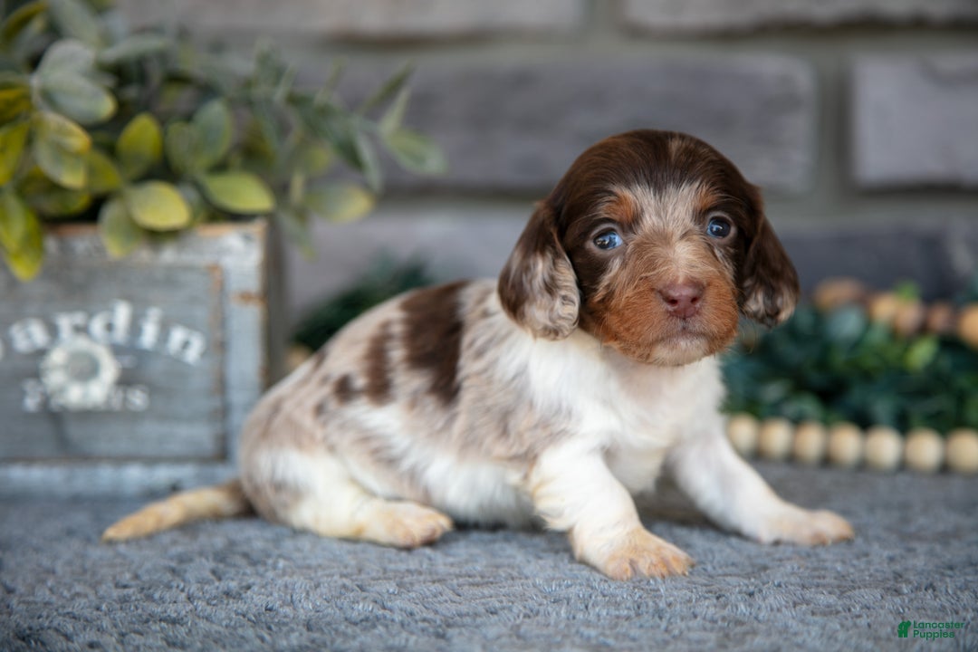 Miniature Dachshund dogs for sale: Tulip - Ad 1