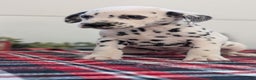 Dalmatian dogs for sale: Sweetie  - Ad 8