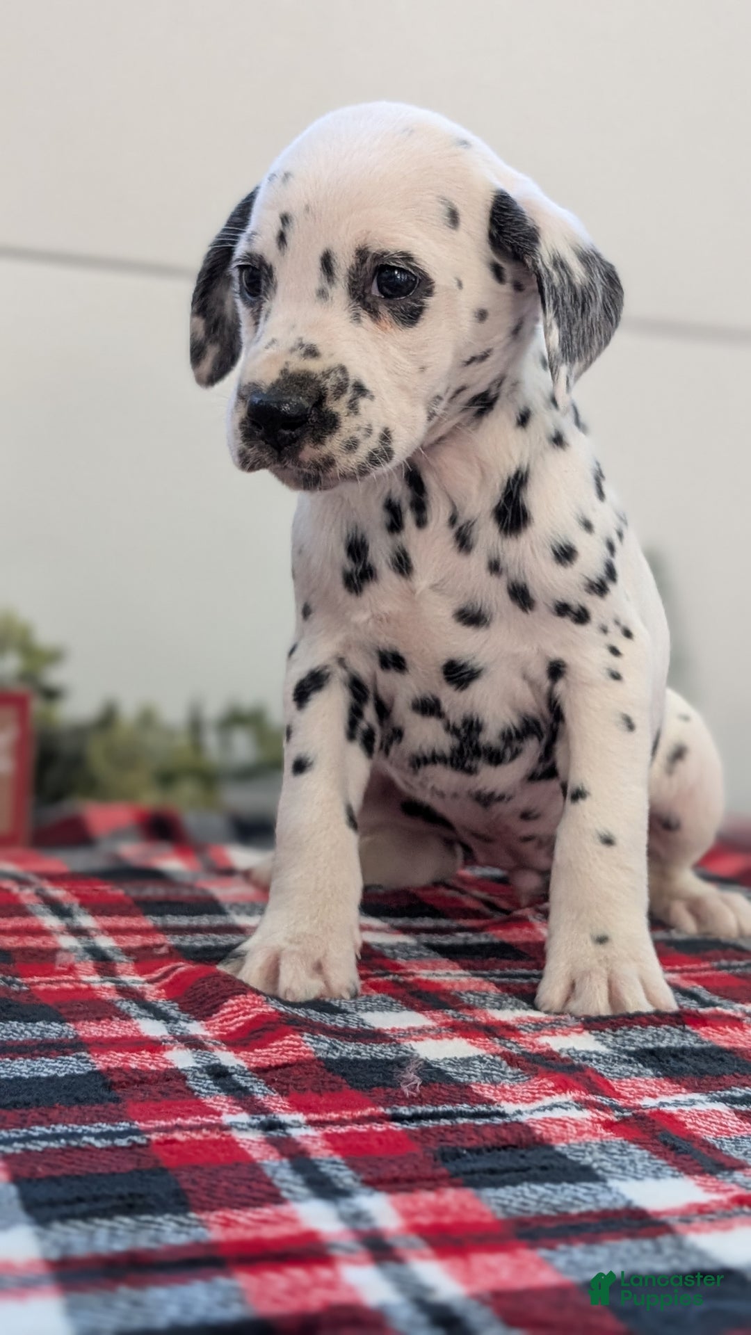 Dalmatian dogs for sale: Sweetie  - Ad 8