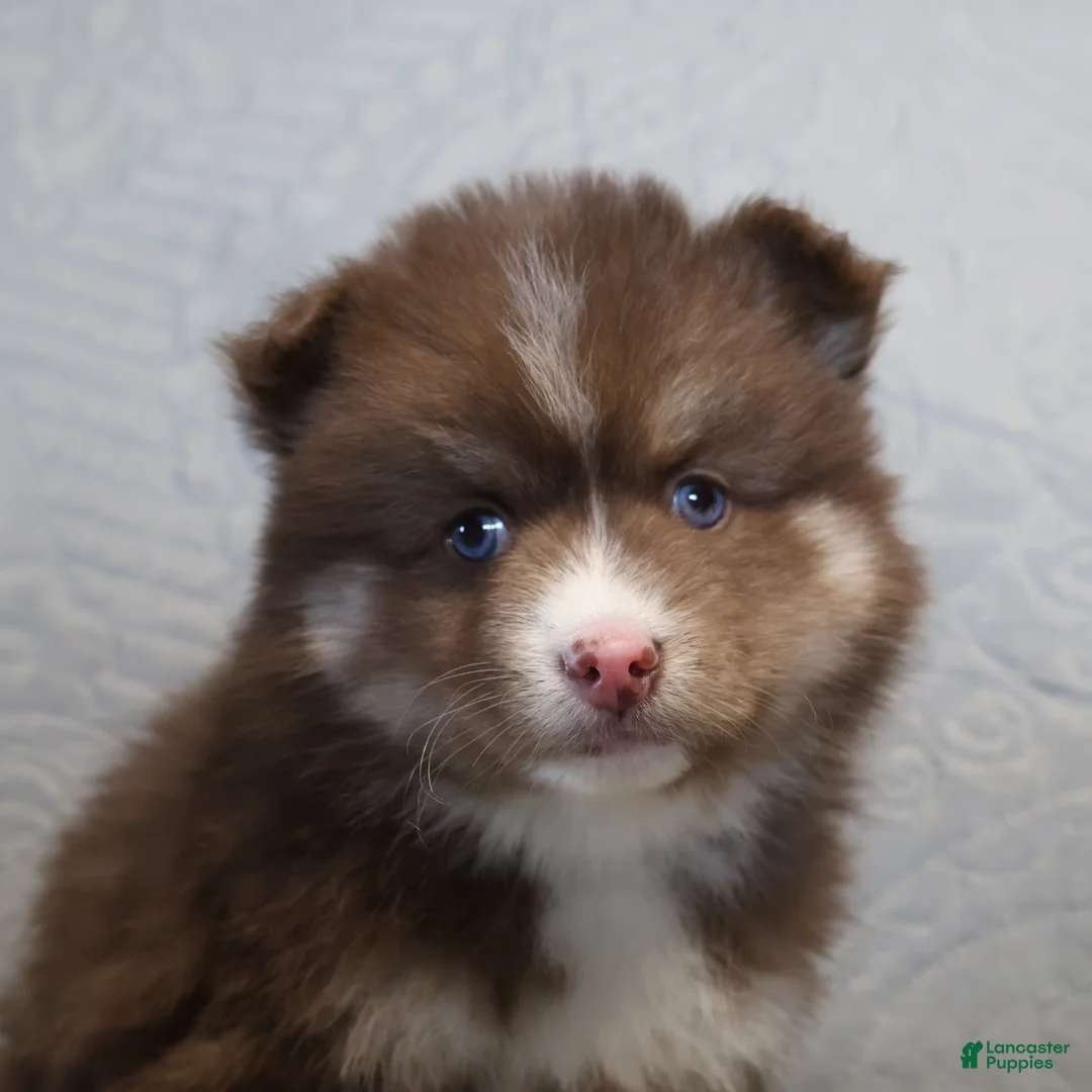 Pomsky dogs for sale: Charlie  - Ad 1