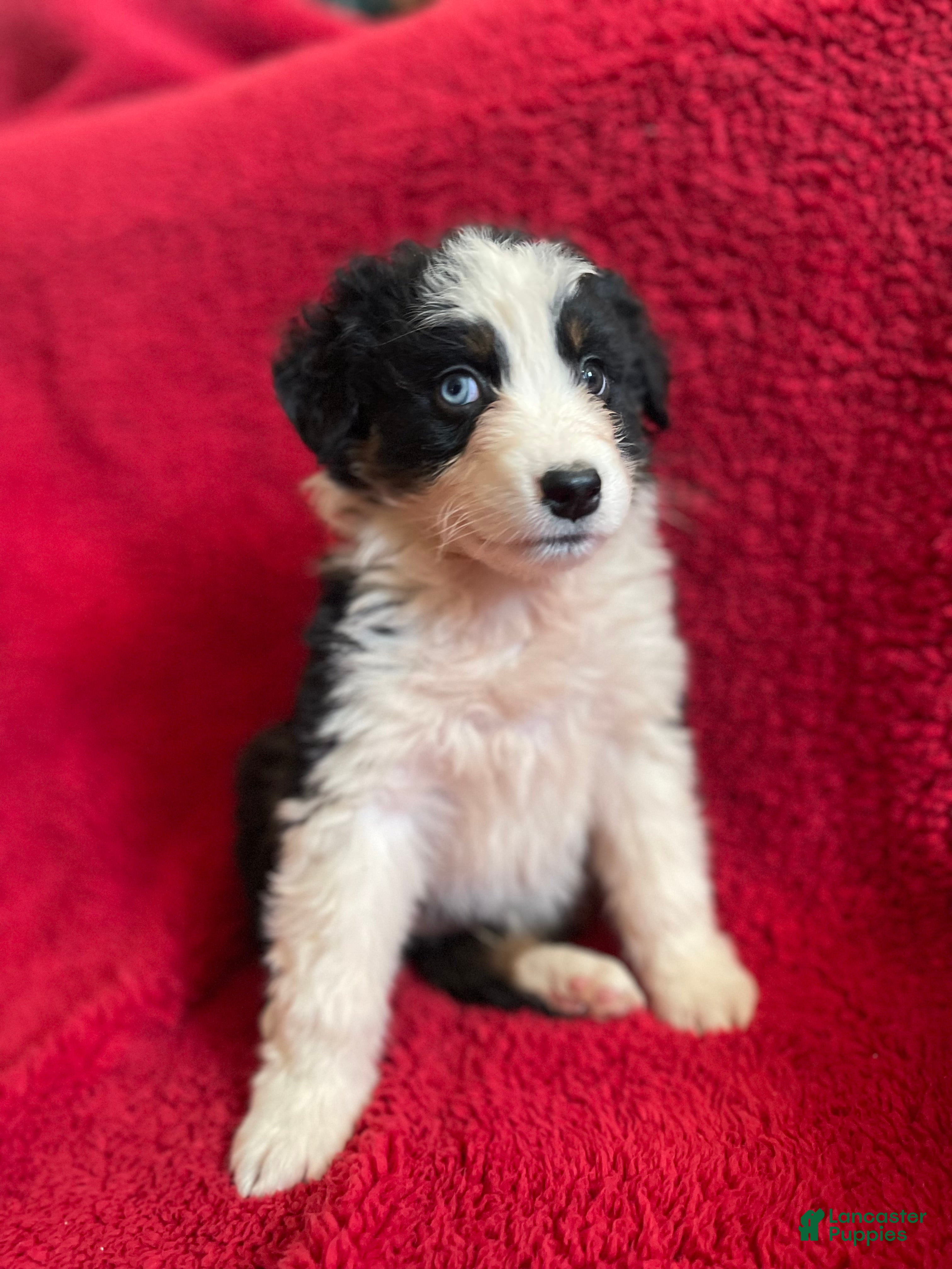 Australian Shepherd dogs Valentine  - Ad 2