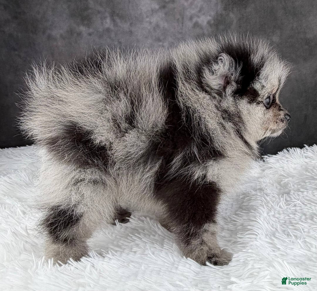Pomeranian dogs for sale: Bow AKC - Ad 5