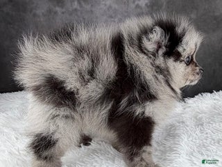 Pomeranian dogs Bow AKC - Ad 16