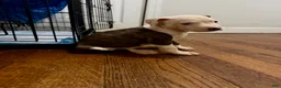 American Pit Bull Terrier dogs for sale: Tigress - Ad 3