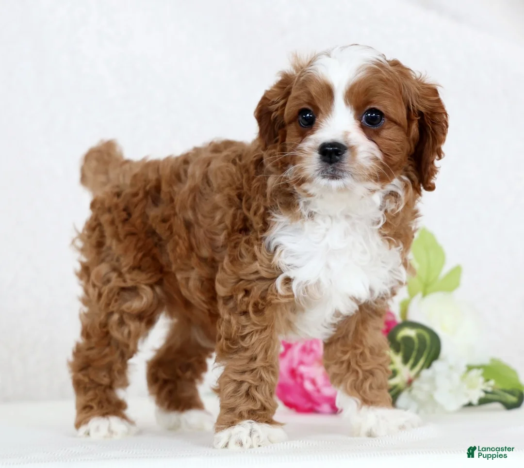 Cavapoo dogs for sale: Cecile - Ad 3