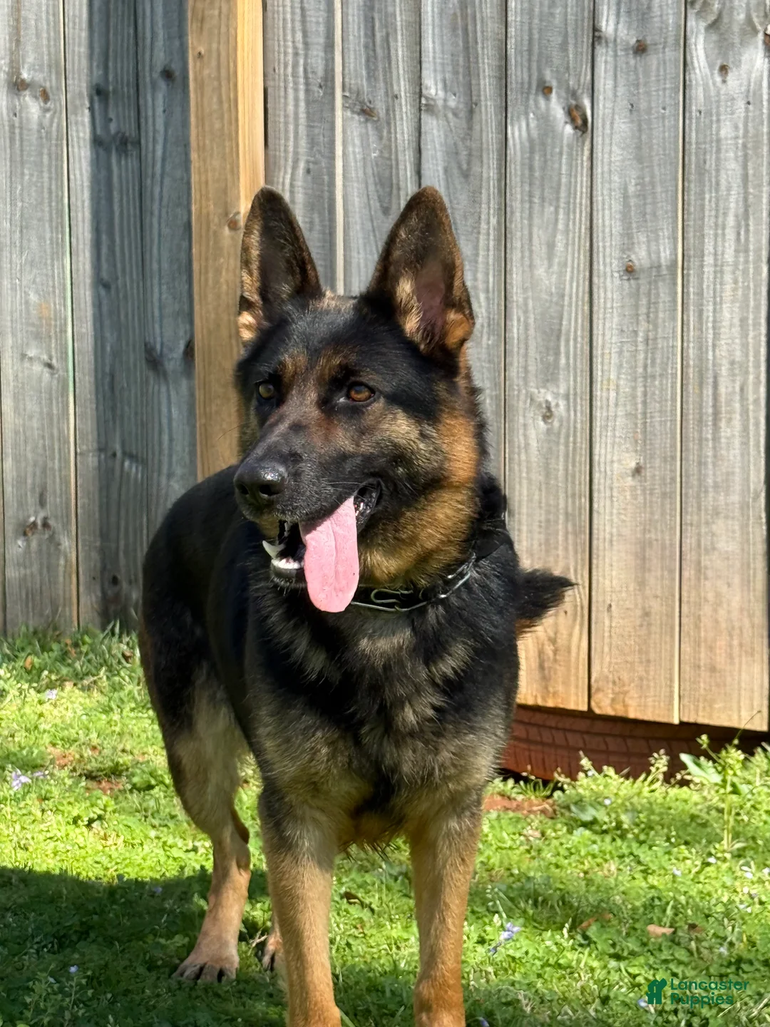 Golden Shepherd dogs for sale: Golden Shepherd Puppy 1 - Ad 5