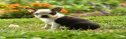 Boston Terrier dogs for sale: Wanjiku - Ad 5