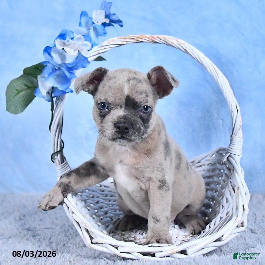 Frenchton dogs Luna  - Ad 1