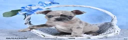 Frenchton dogs for sale: Luna  - Ad 1