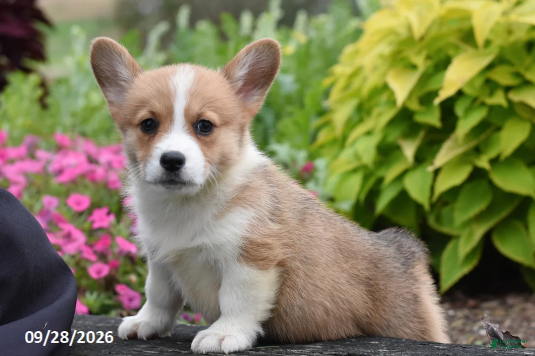 Welsh Corgi Pembroke dogs for sale: Amanda - Ad 2