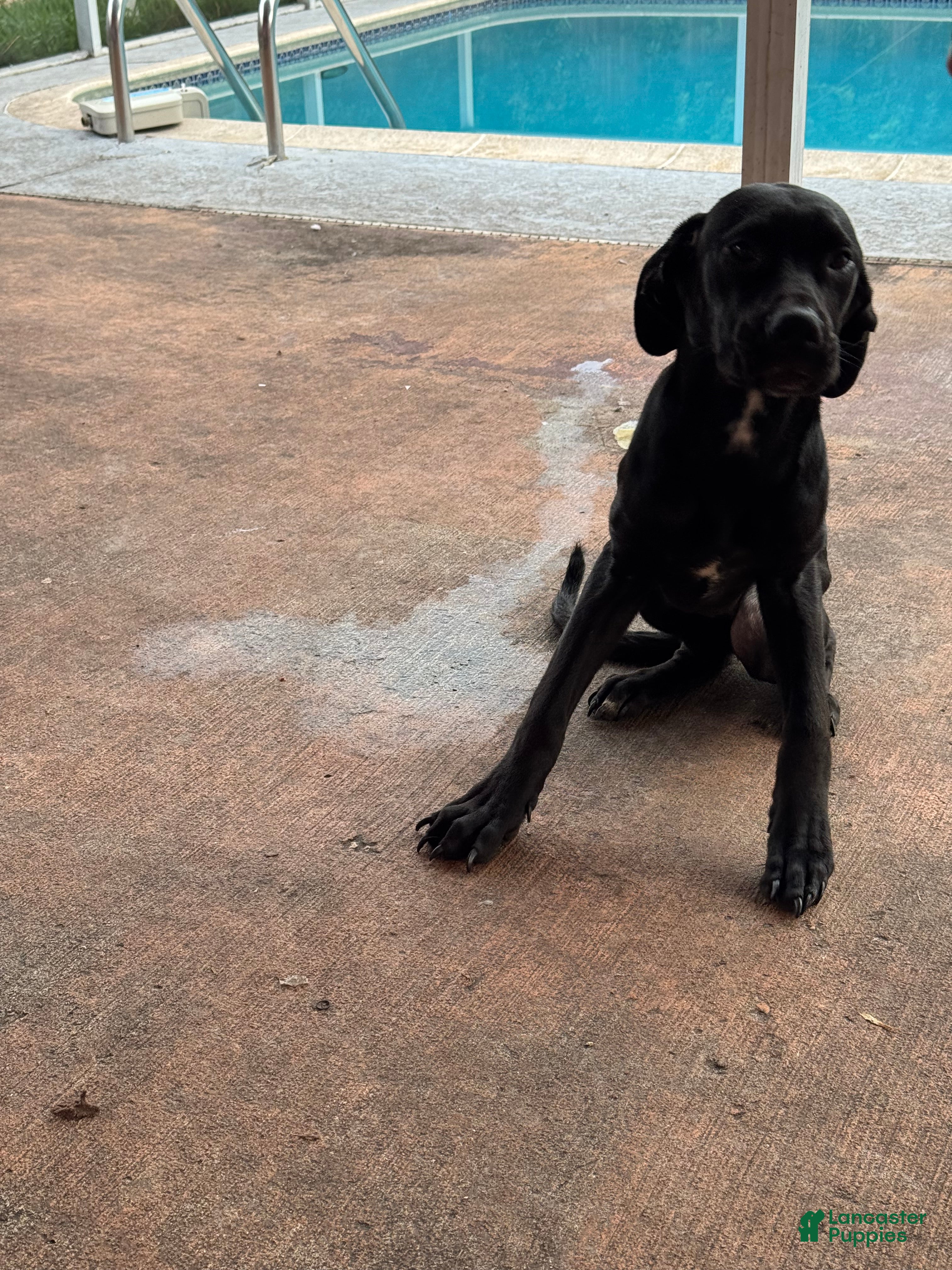 Cane Corso dogs Cane Corso 5 - Ad 37