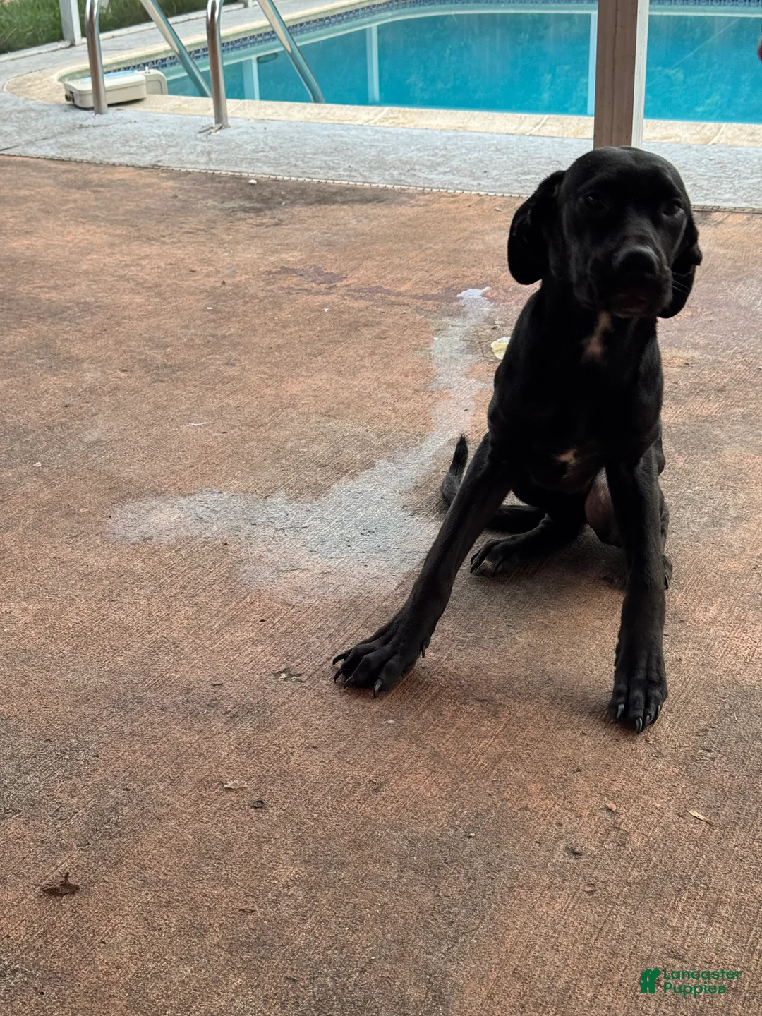 Cane Corso dogs for sale: Cane Corso 5 - Ad 1