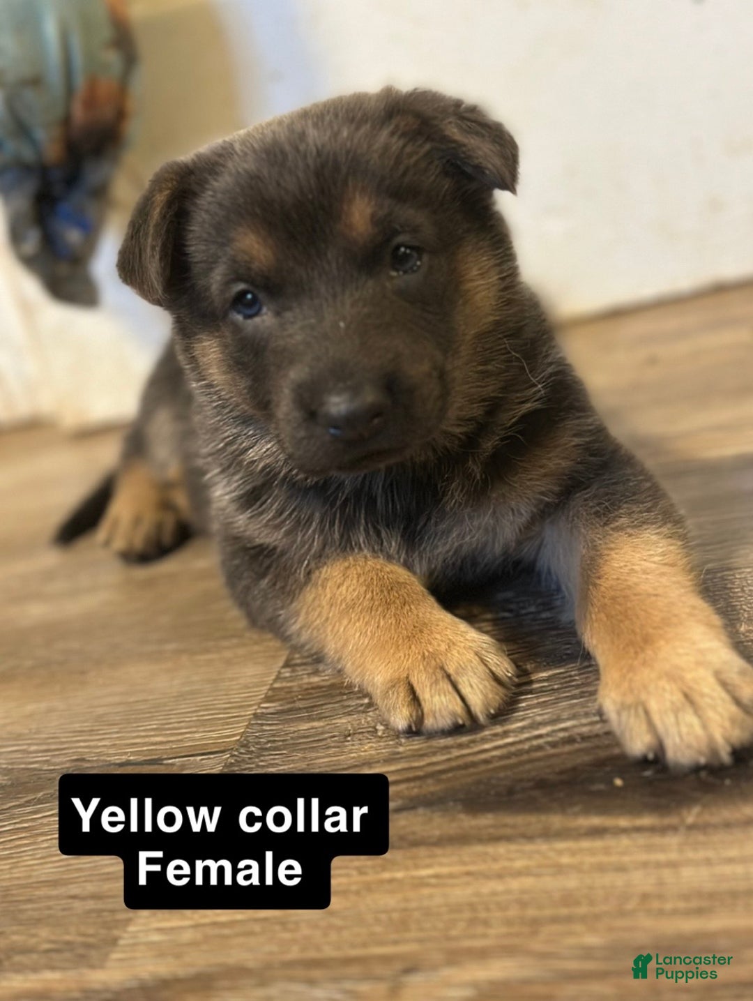 German Shepherd dogs for sale: German Shepherd Puppy 6 - Ad 1