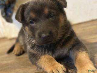 German Shepherd dogs German Shepherd Puppy 6 - Ad 16