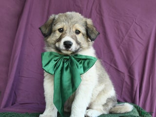 Mixed Breed dogs Alaska - Ad 4