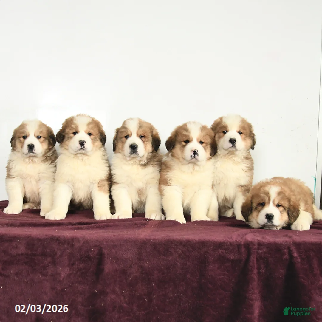 Mixed Breed dogs for sale: Princess - Ad 3