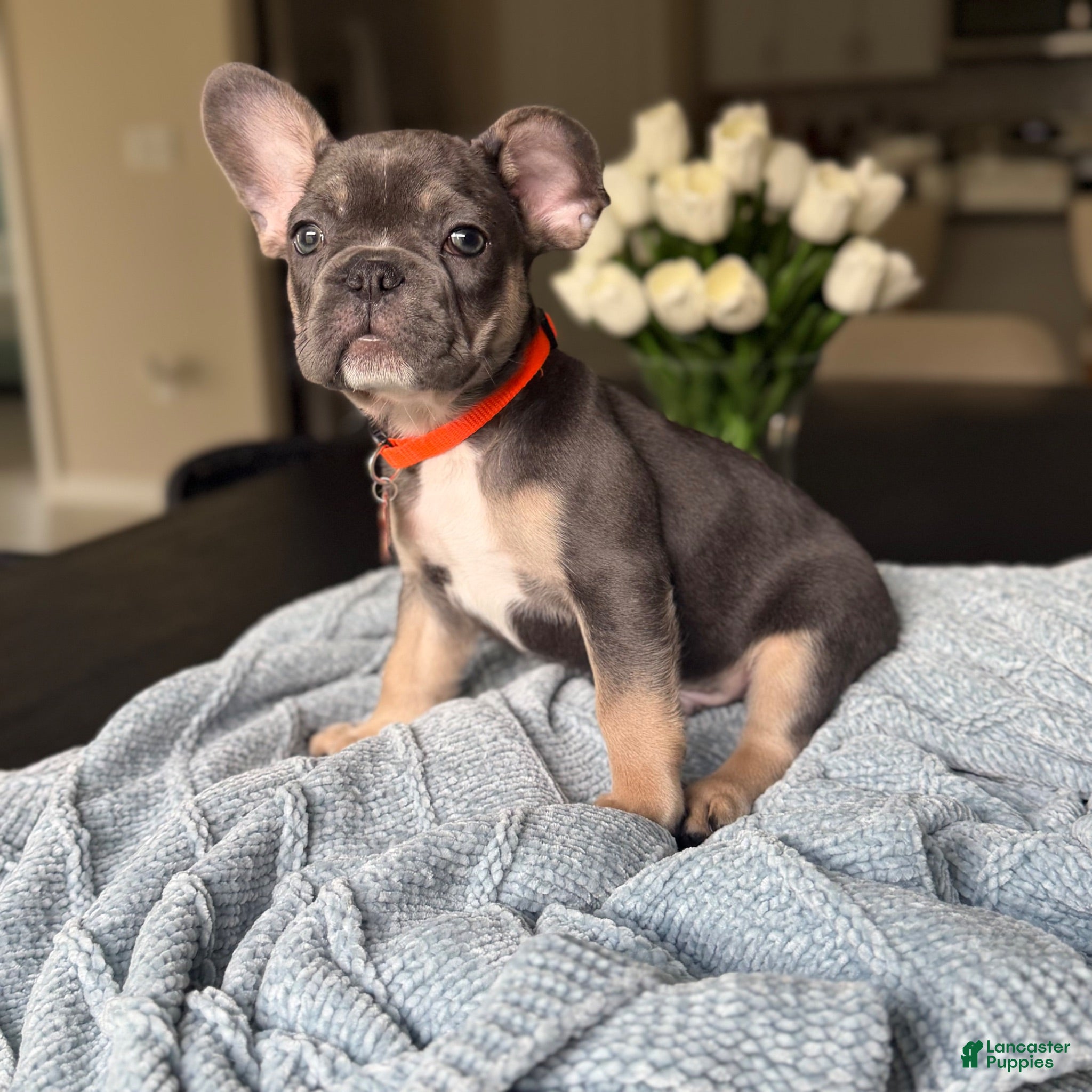 French Bulldog dogs Your new best friend - Ad 12