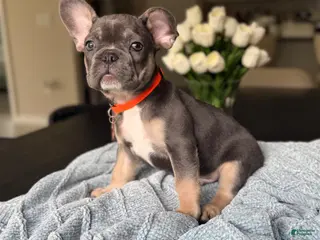 French Bulldog dogs Your new best friend - Ad 4
