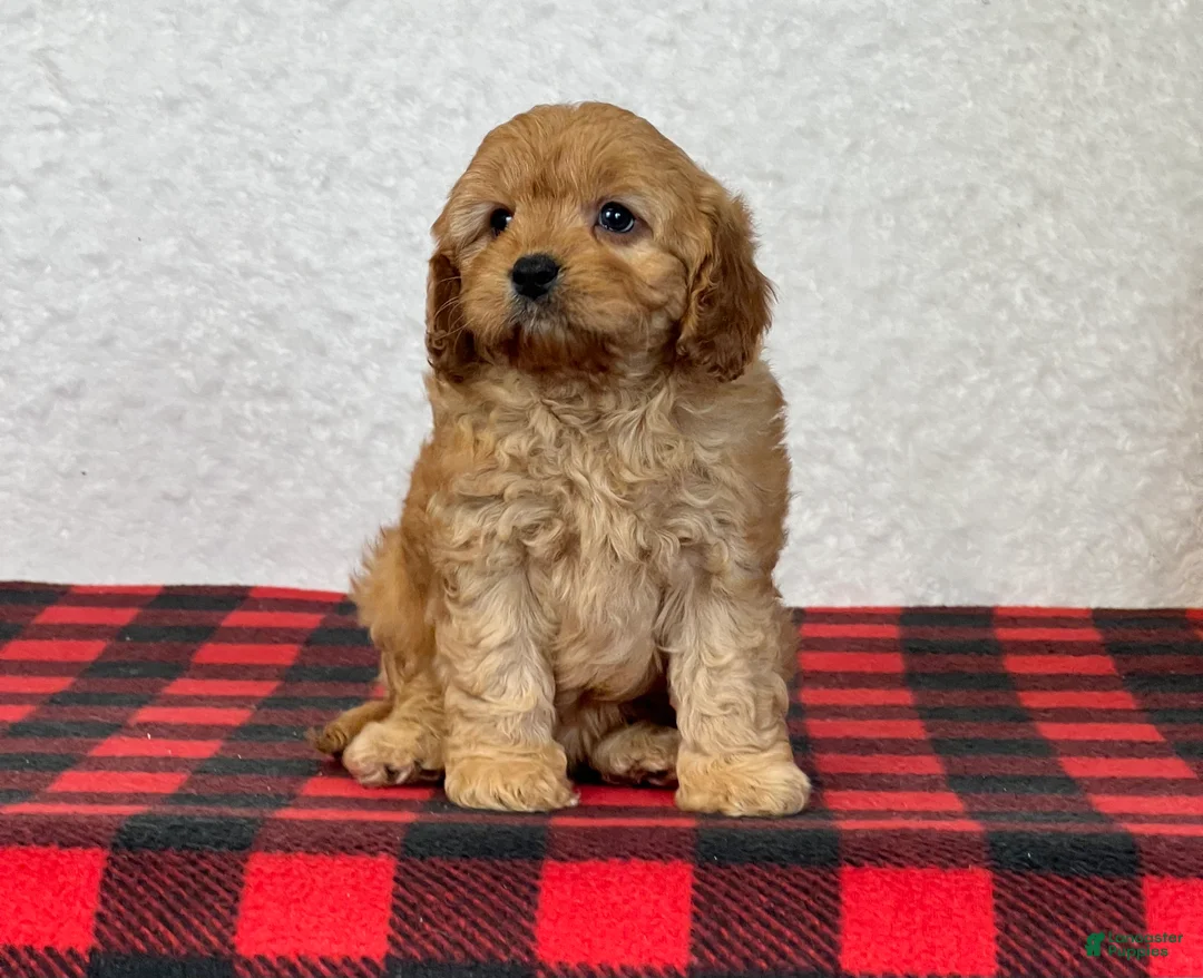 Cavapoo dogs for sale: Callie - Ad 6